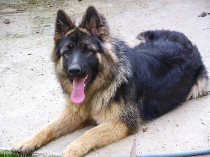 Noa - Berger Allemand (8 ans)