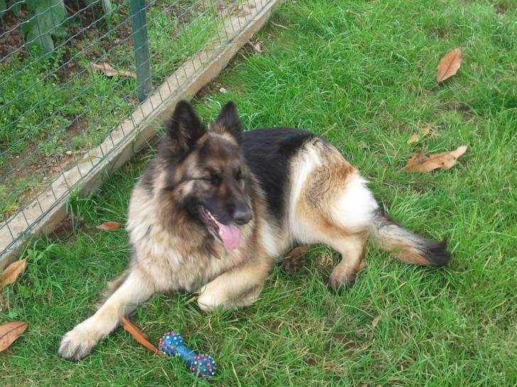 Noa - Berger Allemand (8 ans)