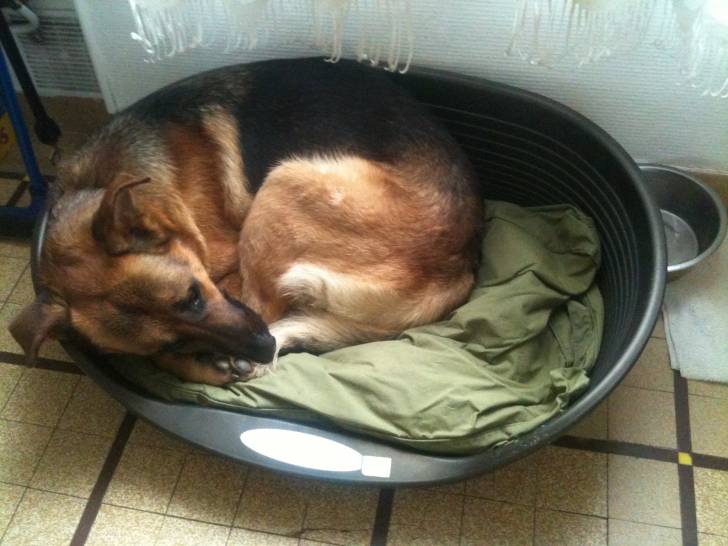 dawson - Berger Allemand Mâle (3 ans)