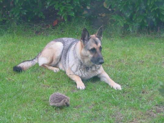 Orca - Berger Allemand (13 ans)