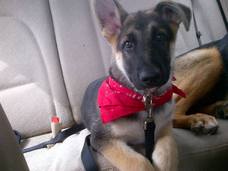 Kale - Berger Allemand (3 mois)