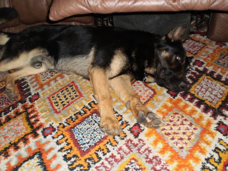Jake - Berger Allemand Mâle (3 ans)
