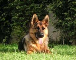 Jack - Berger Allemand Mâle (1 an)