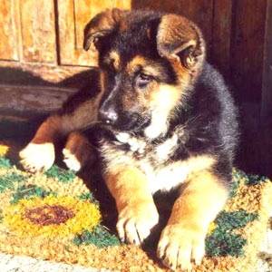 fleure - Berger Allemand (2 mois)