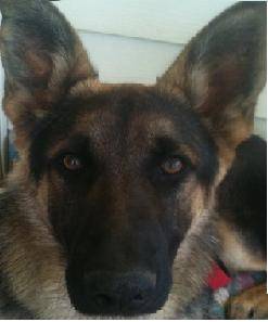 Tiger - Berger Allemand Mâle (2 ans)