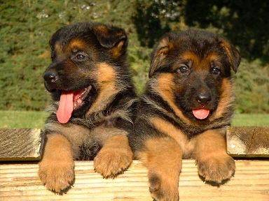 fliflu - Berger Allemand Mâle (7 mois)