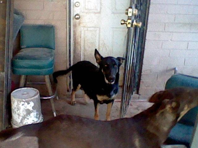 Duma &brownie - Berger Allemand (2 ans)