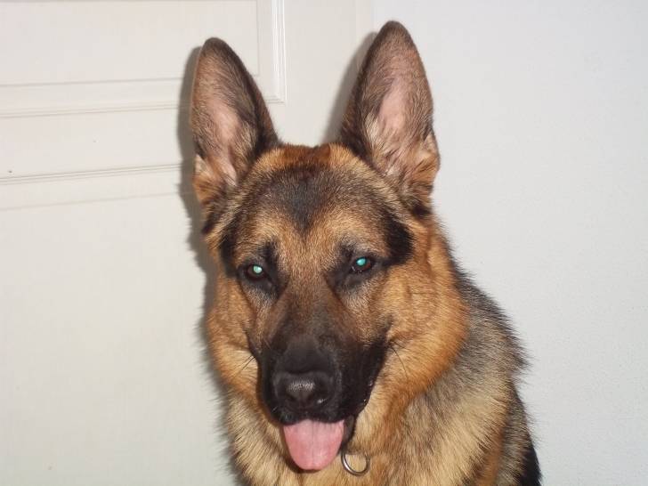 Eddy - Berger Allemand Mâle (3 ans)