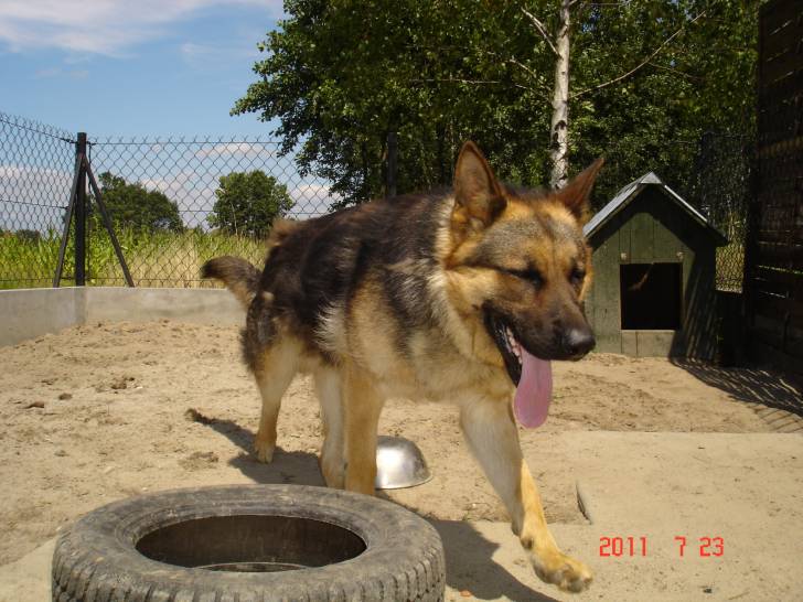 Rubik - Berger Allemand Mâle (2 ans)