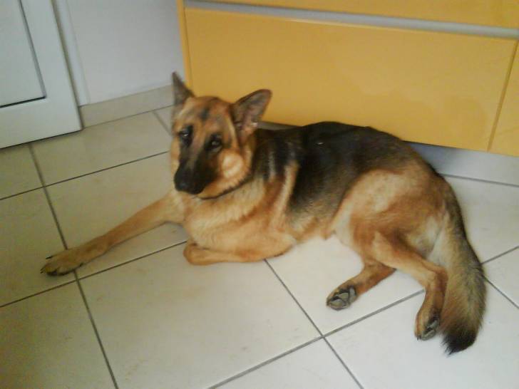 bowie - Berger Allemand (3 ans)