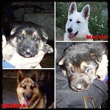 miisz bbeebbbeessz - Berger Allemand Mâle (1 an)