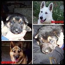 mikkii - Berger Allemand Mâle (1 an)