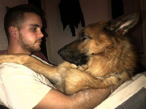 Falcko - Berger Allemand Mâle (2 ans)