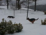 Belle et Lilou qui se courent après dans la neige - Berger Allemand Femelle (5 ans)