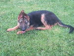Hayden - Berger Allemand Femelle (4 mois)