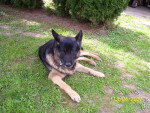 Dicker - Berger Allemand Mâle (13 ans)