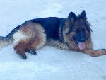 Belka - Berger Allemand Femelle (2 ans)