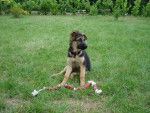 Candy - Berger Allemand Femelle (3 mois)