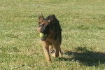 harkos des hauts de sianne - Berger Allemand Mâle (7 mois)