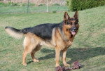 Adonis - Berger Allemand Mâle (6 ans)