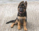 Billy - Berger Allemand Mâle (6 mois)