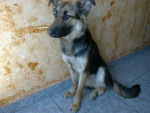 kira - Berger Allemand Femelle (6 mois)