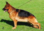 Past Aleman - Berger Allemand Mâle (1 an)