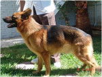Rex - Berger Allemand Mâle (2 ans)