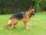 rex - Berger Allemand Mâle (3 ans)