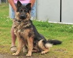 lexi - Berger Allemand Femelle (2 ans)