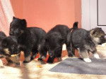 meine welpen - Berger Allemand (1 mois)