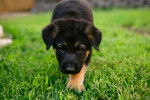 Un chiot Berger Allemand qui avance vers l'objectif