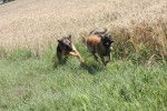 fiona et hasko - Berger Allemand Femelle (2 ans)