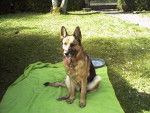 gina - Berger Allemand Femelle (8 ans)