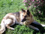 lady - Berger Allemand Femelle (16 ans)