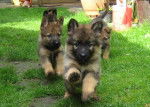 blue,zora, benny - Berger Allemand (6 mois)