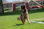 Gallie - Berger Allemand Femelle (2 ans)