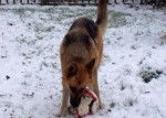 Lexi play in the snow - Berger Allemand Femelle (2 ans)