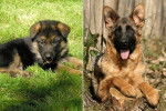 eco - Berger Allemand Mâle (5 mois)