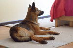 Bruma - Berger Allemand Femelle (5 ans)