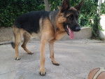 Leo - Berger Allemand Mâle (2 ans)
