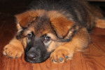 pup - Berger Allemand Femelle