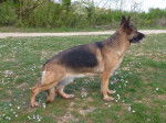 Didjie - Berger Allemand Femelle (6 ans)