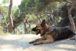 Un Berger Allemand allongé sur un sentier