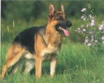 roxane - Berger Allemand Femelle (13 ans)
