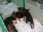 Chien à Truffaut - Berger Allemand (6 mois)