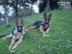 Deux superbes chiots - Berger Allemand