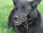 Ebony - Berger Allemand Femelle (5 ans)