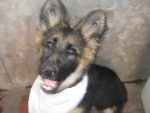 marga - Berger Allemand Femelle (2 ans)