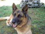 Cookie (chien de ma tante) - Berger Allemand Femelle (8 ans)